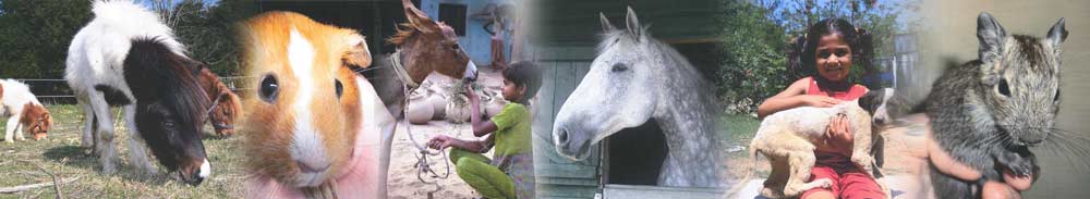 Mrs D M France-Hayhurst Foundation